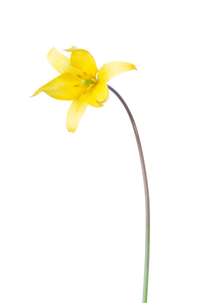 黄色的野郁金香，孤立在白色背景上。Tulipa sylvestris。图片下载