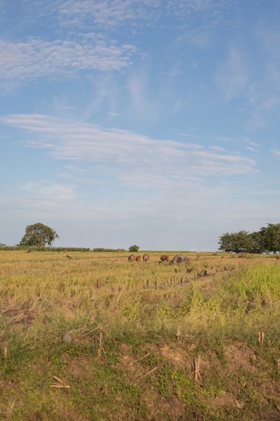 一些美丽风车的随机照片图片下载