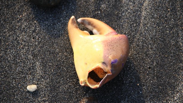 一张热带海螺和一颗苹果的特写照片，它们孤零零地放在黑色背景上，如同石头般独立存在。图片下载