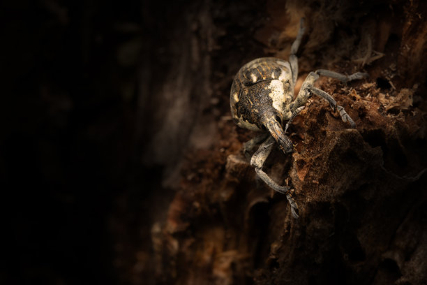象鼻虫科。特写照片。自然背景。图片下载