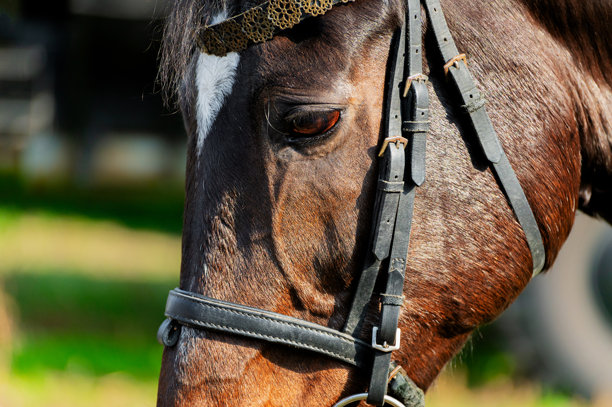 特写马匹的面部，照片捕捉了马匹眼神和情绪的细节。这匹戴着挽具的马正等待指令。图片下载