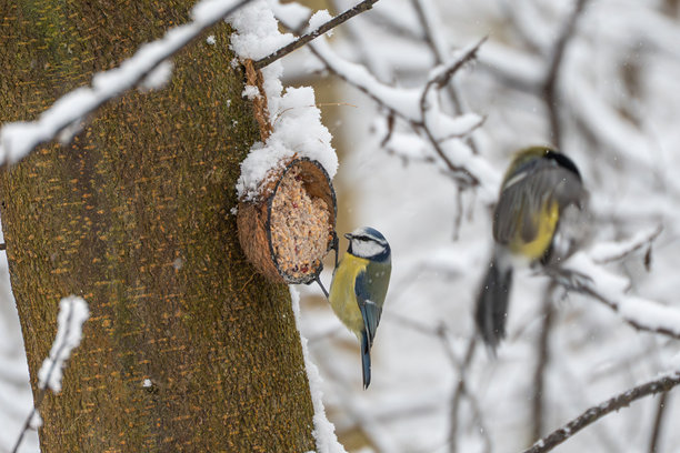 一只蓝冠山雀（Cyanistes caeruleus）停歇在雪树旁边的椰子喂鸟器上的特写。图片下载