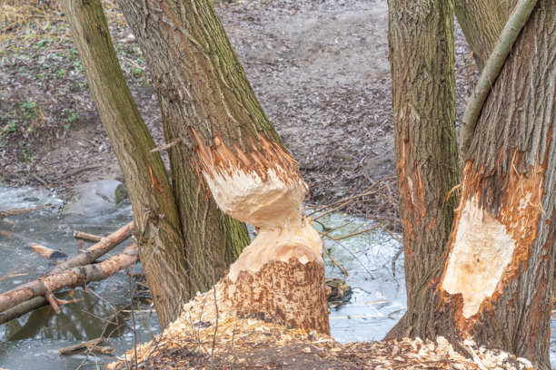 河狸啃食行为导致树干出现大面积啃痕。图片下载