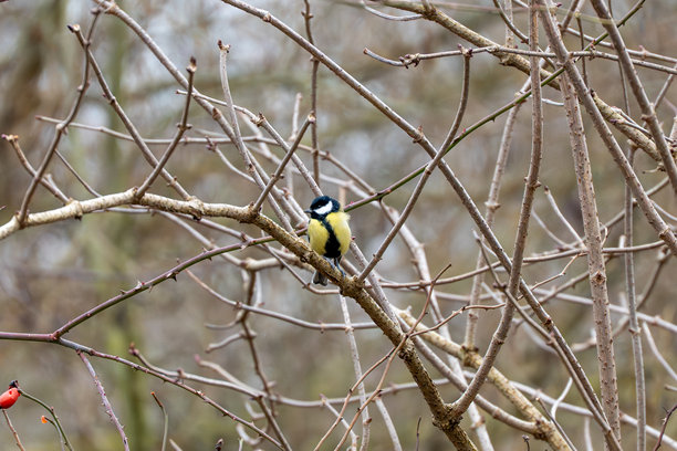 一只大山雀栖息在光秃秃的树枝上，周围是纠缠的细枝，背景是冬天。图片下载