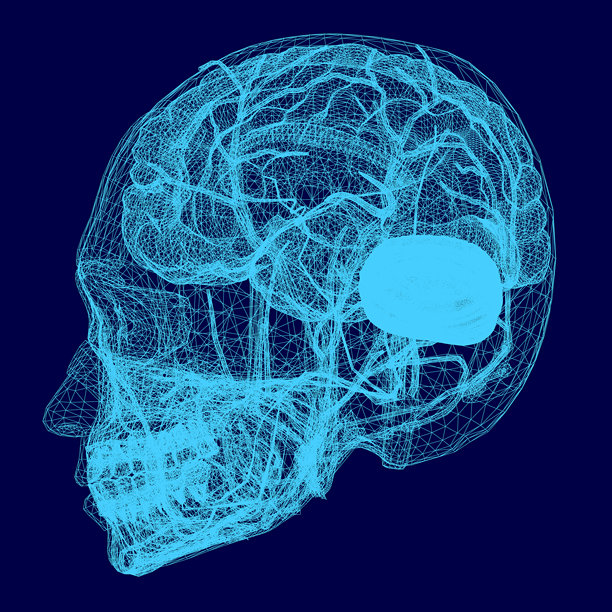 一张详细的人脑蓝图揭示了其复杂的解剖结构，包括脑叶、小脑和神经通路。图片下载