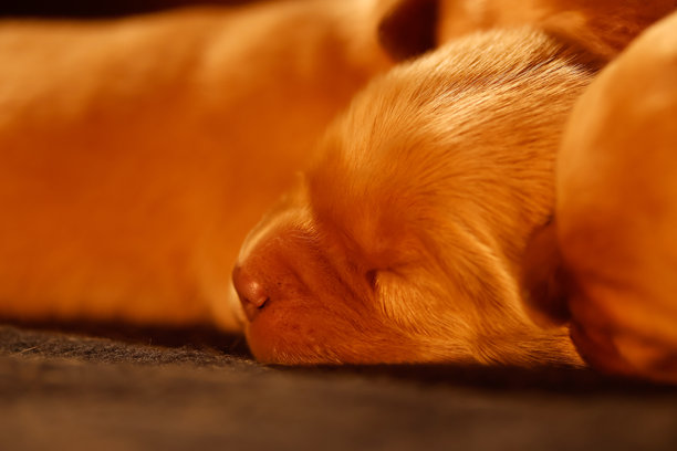 金毛寻回犬幼犬的照片图片下载
