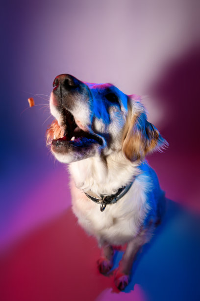 金毛寻回犬专注地接住零食的照片图片下载