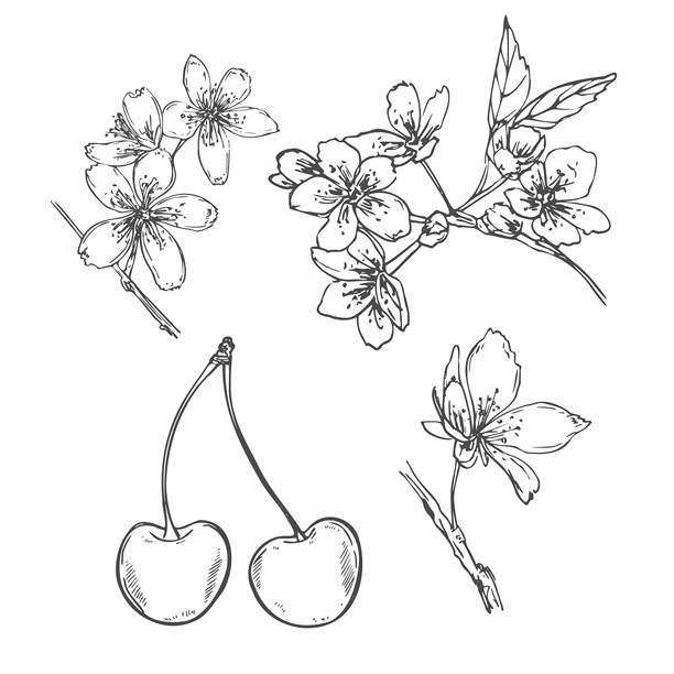 春季盛开的构图，包含樱花、杏花或梨花的花朵和叶子，矢量隔离插画。单色花卉植物，黑色墨水绘制。图片下载
