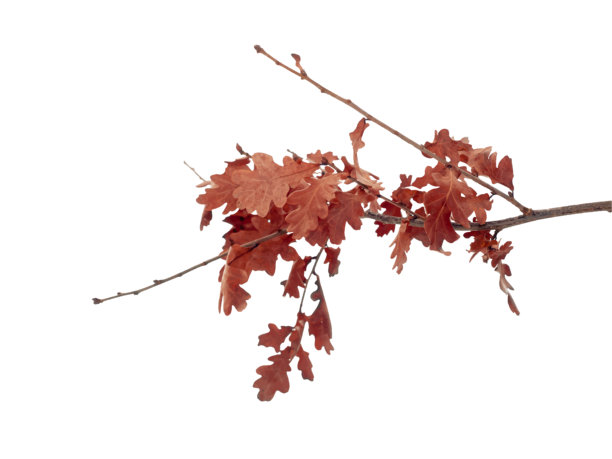 高度精细的写实橡树枝，带有干枯的秋叶，孤立在白色背景上。自然植物元素，采用照片般逼真的矢量风格，精心制作，具有丰富的纹理和自然的色彩变化。图片下载