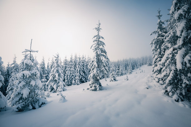 奇幻的冬季景观，冷杉树上覆盖着皑皑白雪。照片壁纸。探索地球之美。图片下载