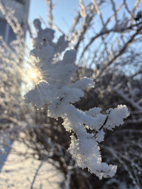 冬季风光，树枝上霜的微距摄影，霜，雪城，季节美学，清新，霜，美丽的自然照片，冬季美丽的自然照片，树上的雪，雪覆盖的树枝，树枝上的霜图片下载