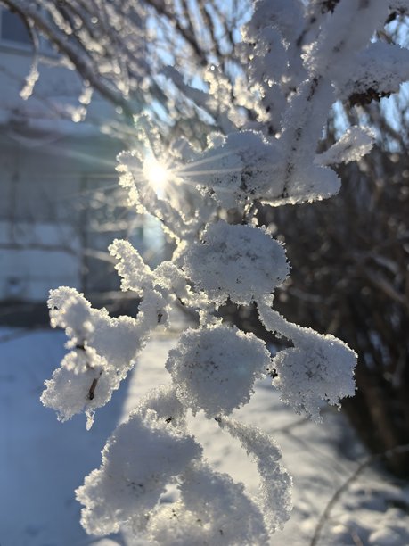 冬季景观，树枝上的霜的微距摄影，霜，雪城，季节美学，清新，霜，美丽的自然照片，冬季美丽的自然照片，树上的雪，雪覆盖的树枝，树枝上的霜，一图片下载