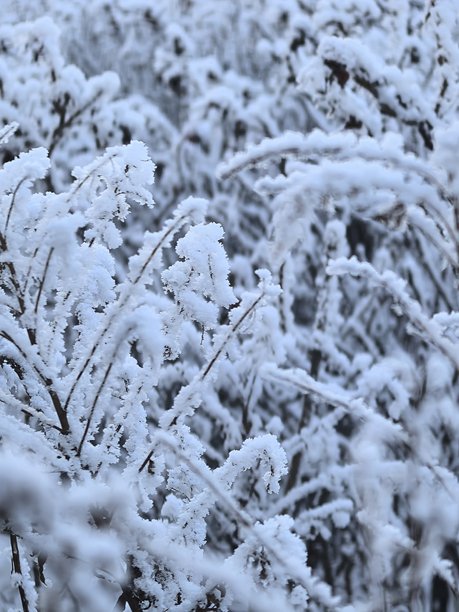 冬季景观，树枝上霜的微距摄影，霜，雪覆盖的城市，季节的美感，清新，霜，美丽的自然照片，冬季美丽的自然照片，树上的雪，雪覆盖的树枝，树枝上的霜，a图片下载