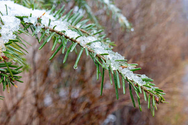 冬季森林中，一棵挂满雪的冷杉树枝的特写照片，上面覆盖着冰雪。图片下载