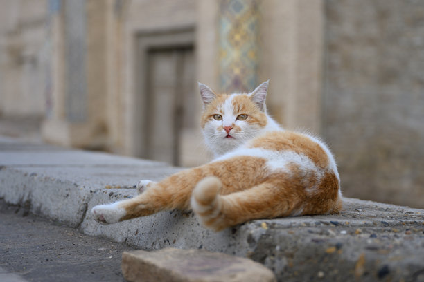 猫咪舒展地躺在地板上。图片下载