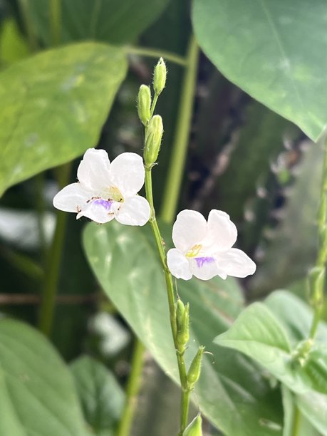 花园里的玻璃花图片下载