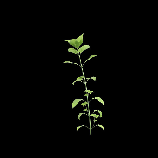 星形草灌木植物的 3D 插画，黑色背景图片下载