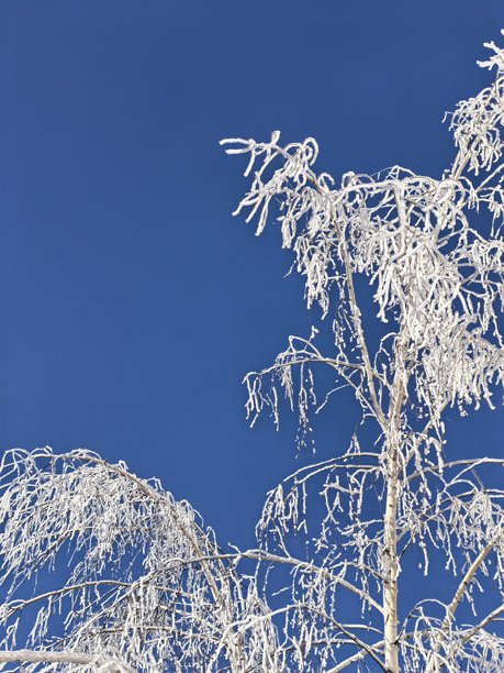 雪景，树枝上的冰，美丽的冬日风光照，雪覆盖的树木，冰树的美丽照片，地面的冰，霜冻的一天，霜，寒冷之美，树，白天，叶子，天空，植物，雪，风景，白色，秋季，树干，c图片下载