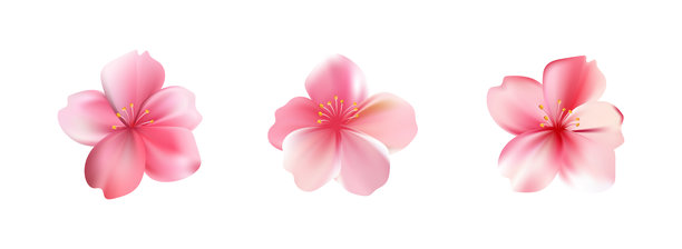 粉色樱花图片下载