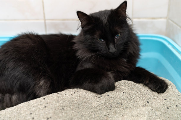家猫使用现代封闭式猫砂盆（内含猫砂），专注于宠物卫生、猫咪健康、室内宠物护理以及智能废物管理解决方案，旨在打造洁净的家居环境，服务宠物主人。图片下载