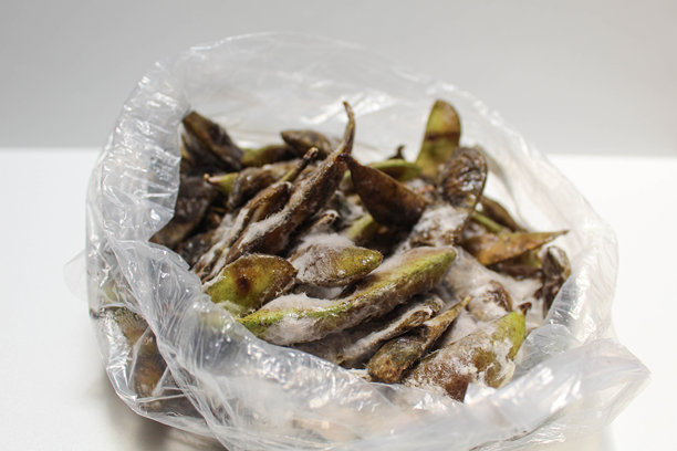 毛豆发霉。豆荚上长有白色绒毛，外皮腐烂发黑。图片下载
