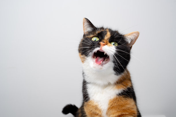 一只喵喵叫的三花猫在白色背景上图片下载