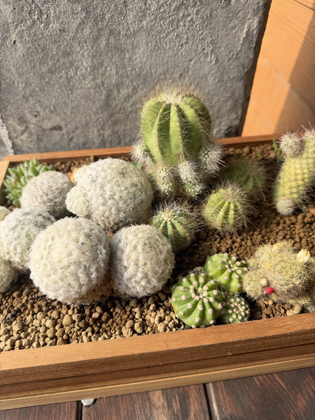 盆栽的仙人掌图片下载