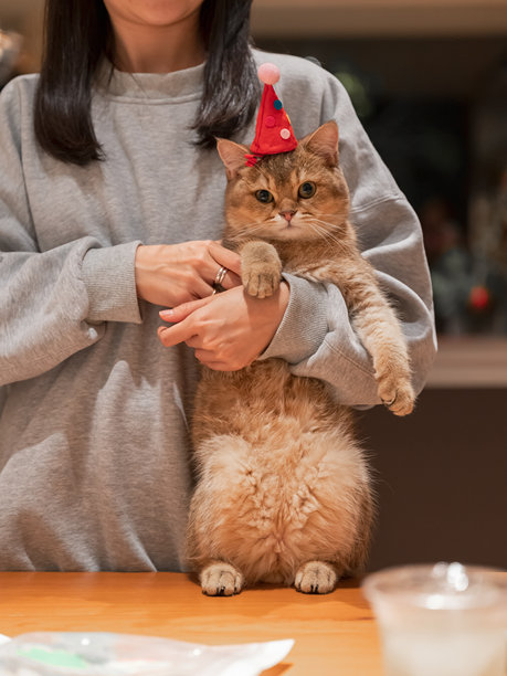 女人抱着一只英国短毛猫图片下载