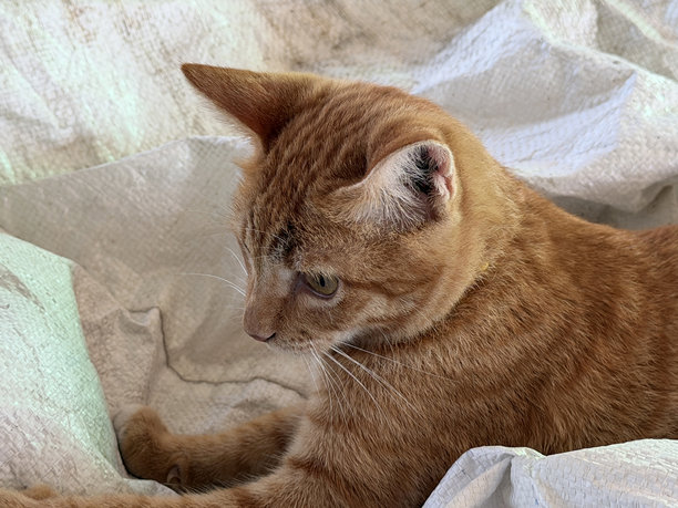布料上的可爱猫咪图片下载
