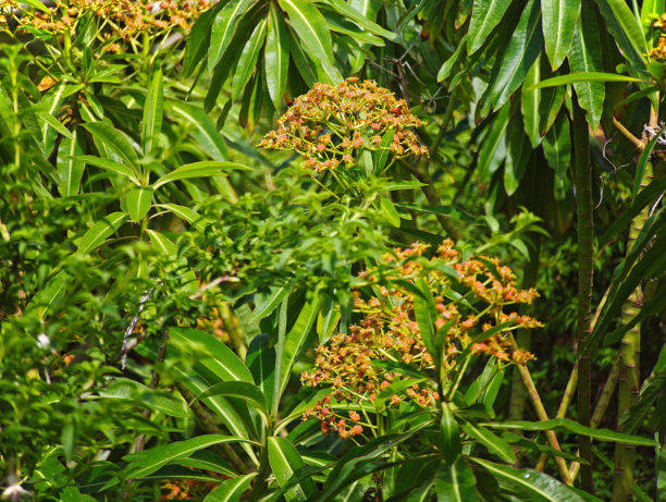 古老的砖墙围起来的英国乡村小屋花园和菜园，植物繁茂，鲜花盛开。图片下载