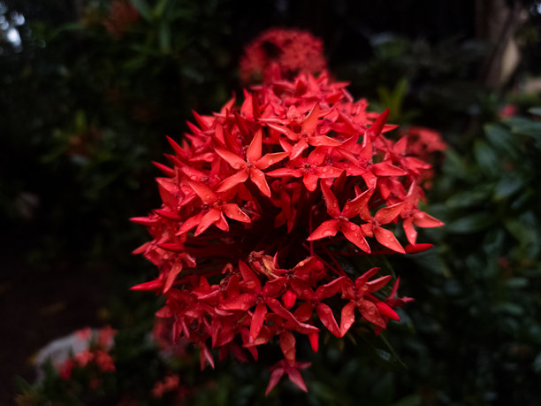 红色朱槿（Ixora Chinensis）图片下载