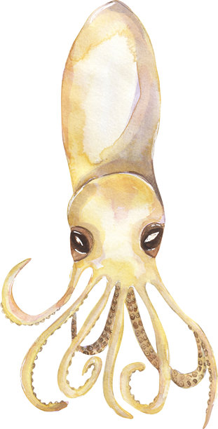 水彩章鱼幼体插画，手绘海洋动物剪贴画，水下生物剪贴画图片下载