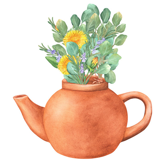 陶瓷茶壶中的蒲公英、迷迭香、桉树和绿叶花束。手绘水彩插画，独立，清新。适用于茶叶包装、烹饪标签、印刷品、化妆品品牌设计。图片下载
