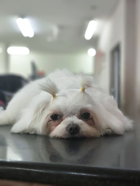 白色马尔济斯犬，梳着双顶髻发型，正趴着。图片下载