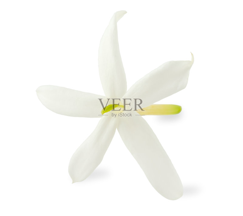 茉莉花正版图片素材