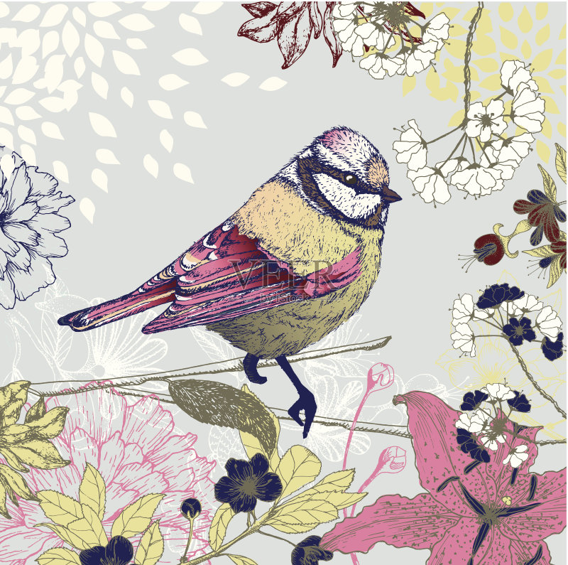 鸟正版插画素材