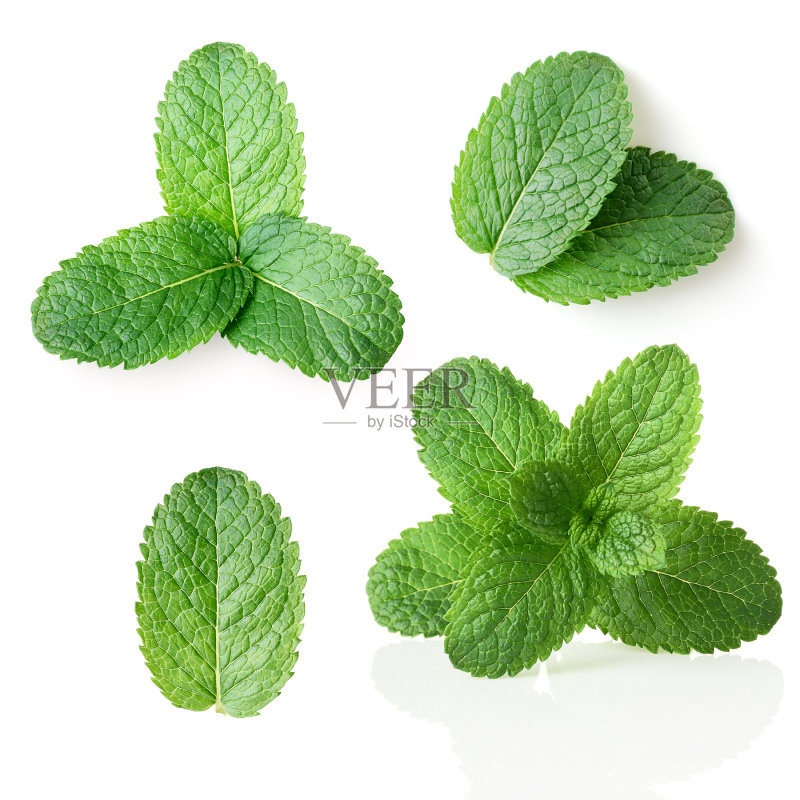 薄荷正版图片素材