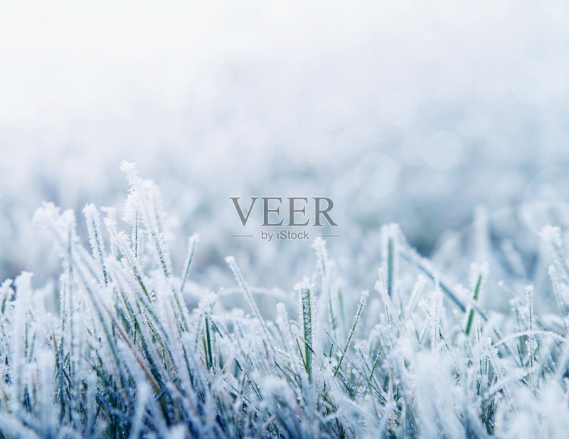 冬天的背景与雪草正版图片素材