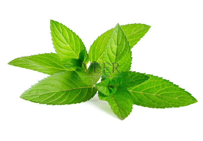 绿色薄荷正版图片素材