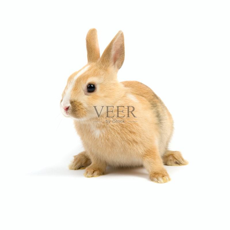 兔子正版图片素材