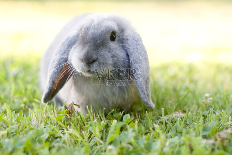 可爱的兔子正版图片素材