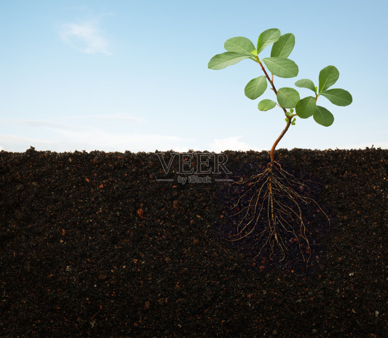 土壤中生长的植物的根正版图片素材
