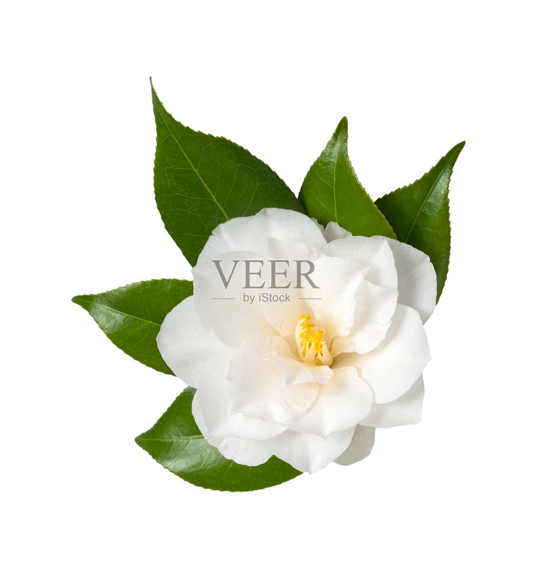 山茶花正版图片素材