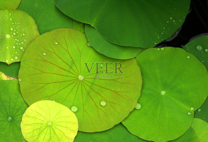 绿睡莲和露珠正版图片素材