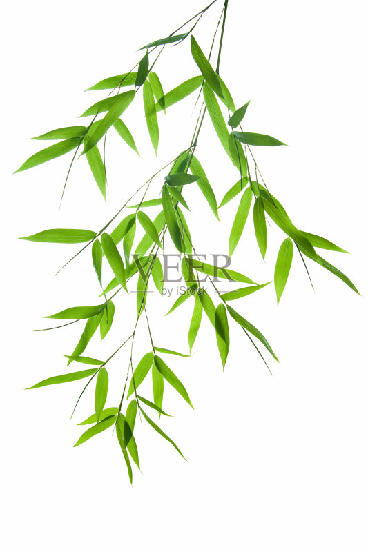 白色背景上的绿色竹子的图像正版图片素材
