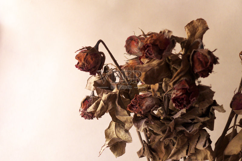 玫瑰下降正版图片素材