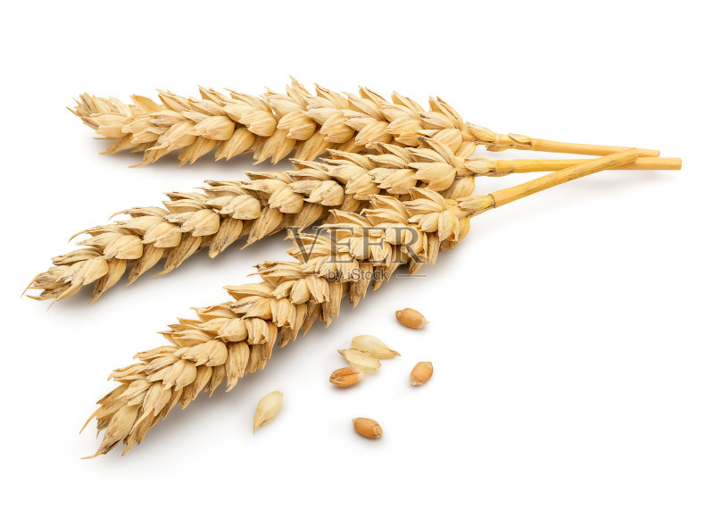小麦干耳正版图片素材