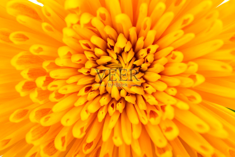 黄色的菊花正版插画素材
