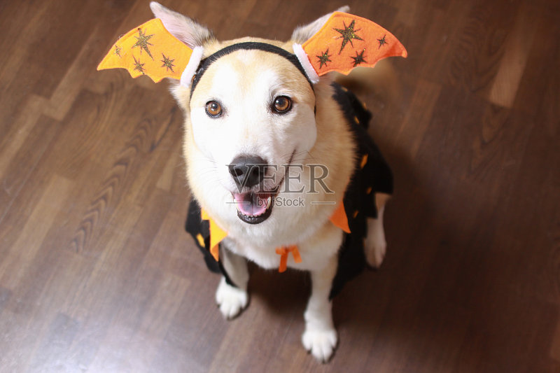 这只狗穿着万圣节的服装。正版图片素材
