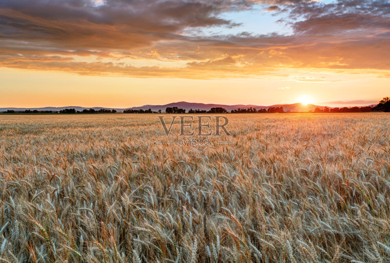 日落时分的麦田正版图片素材